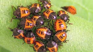 Invasive Species
