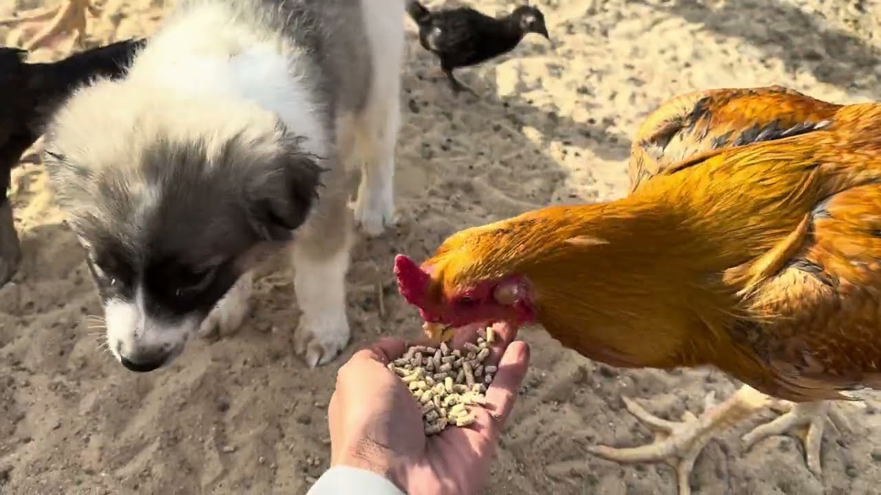 اشتريت يمام ودجاج عربي 