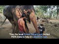 Elephant lakshmis story from misery to relief