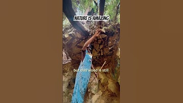 Did you know Tree roots grow through rocks!?!?