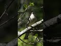 Pajaro Cantor