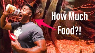 How Much To Feed Your Fish?