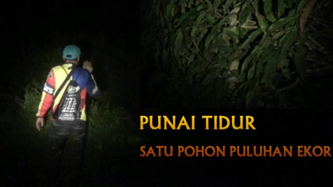 NEMBAK PUNAI TIDUR MALAM HARI