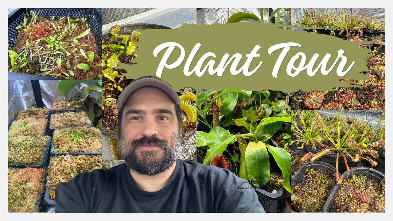 Carnivorous Plant Tour January 2024! Exciting Changes!