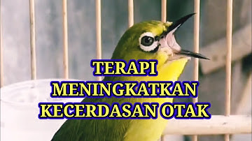 M3N1NGK4TK4N K3C3RD454N D4N D4Y4 1NG4T, Terapi Otak Pleci Nembak