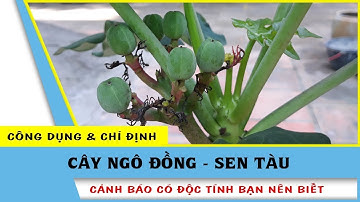 Cây Ngô Đồng - Công dụng thần kỳ và cũng là sát thủ nên cần lưu ý