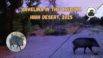 Javelina in the Arizona High Desert. #conservation #wildlife #offgridliving #trailcamera #offgrid