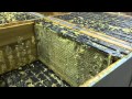 Extraction de miel de manuka miel de nouvellezlande
