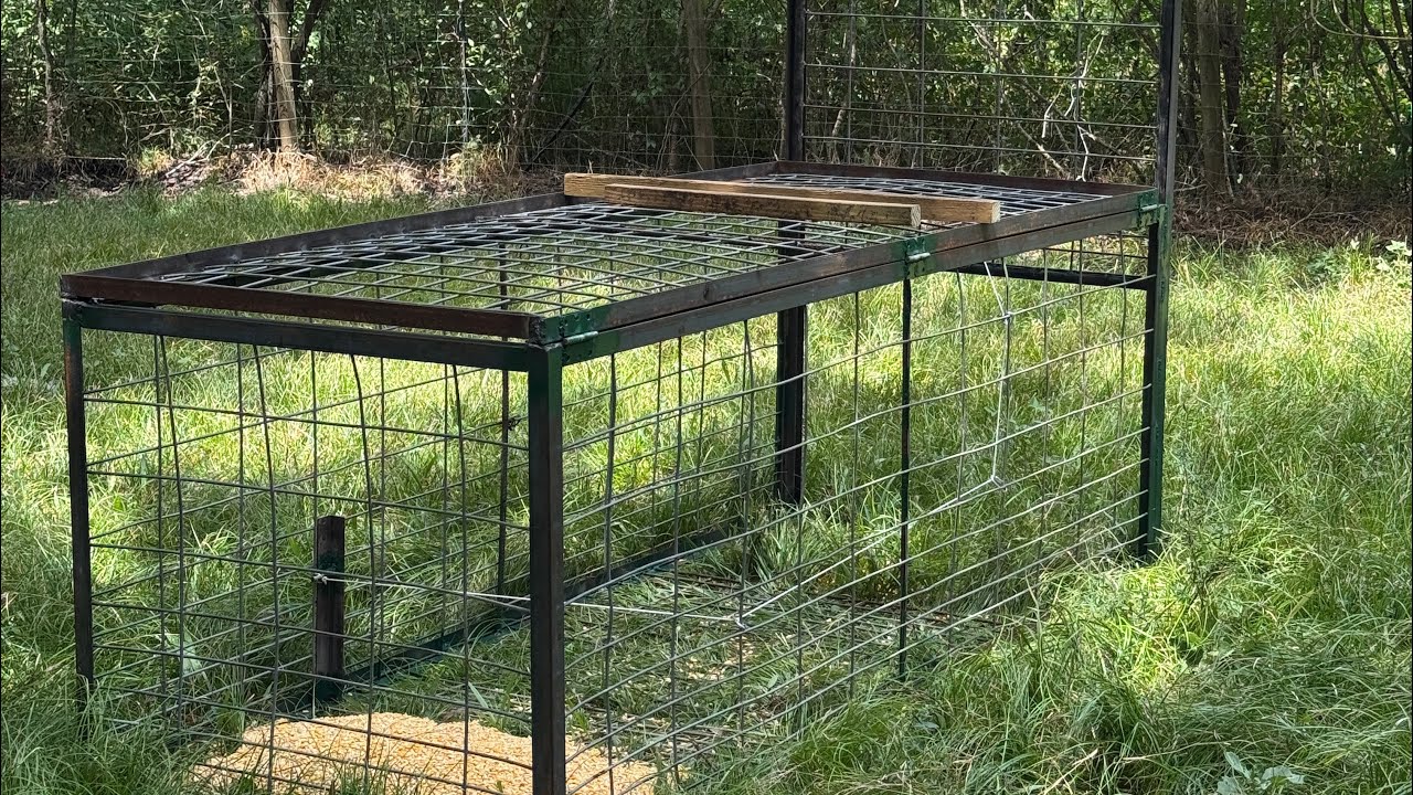 Home Made Hog Trap with a drop door