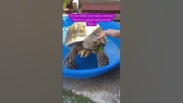Thumbnail of Tilly G loves to “redecorate” 🐢 #tortoise #turtle #funnypets #animals #funnypetvideos #sulcata