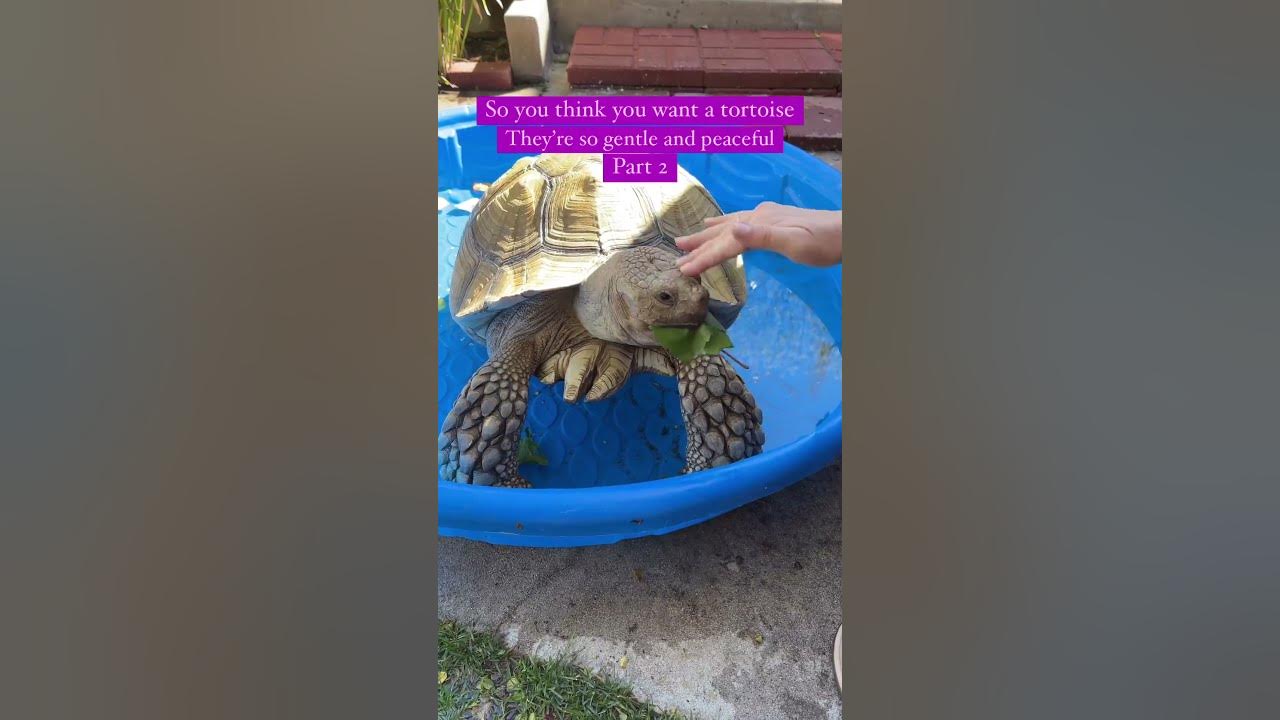 Tilly G loves to “redecorate” 🐢 #tortoise #turtle #funnypets #animals #funnypetvideos #sulcata