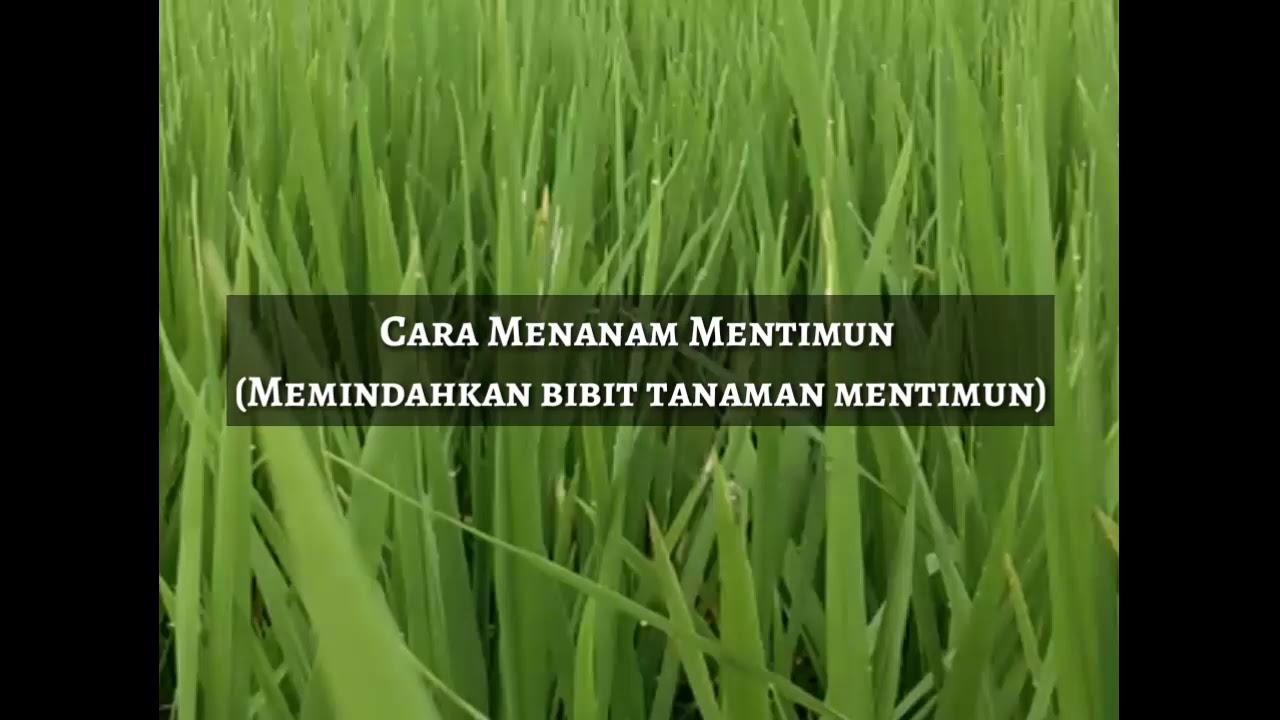 Cara Menanam Mentimun (Budidaya Mentimun) 