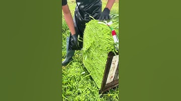 Sickle cutting water spinach root technique