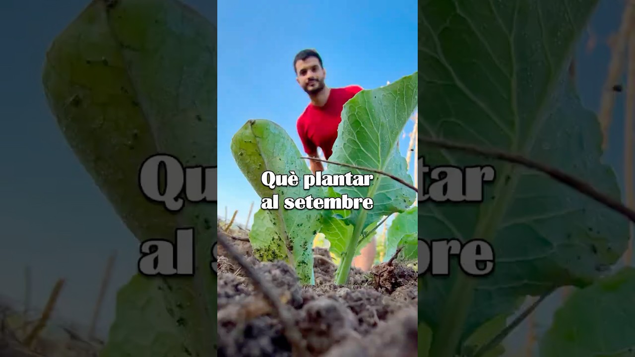 EP! QUÈ PLANTEM AL SETEMBRE A L’HORT #horta #hort #setembre #catalunya #cultiuecològic