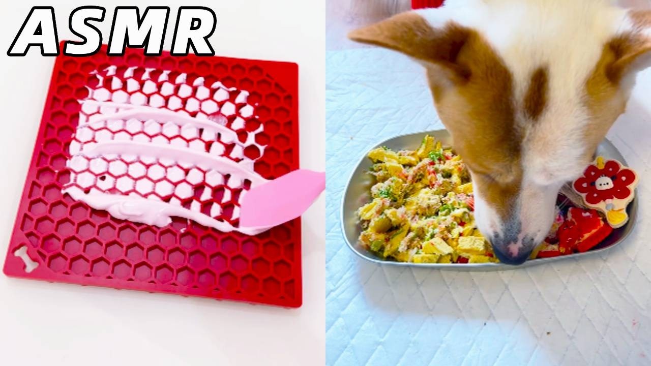 The puppy's New Year's Eve dinner 🧧#pet #asmr #puppy #food #asmr #mukbang