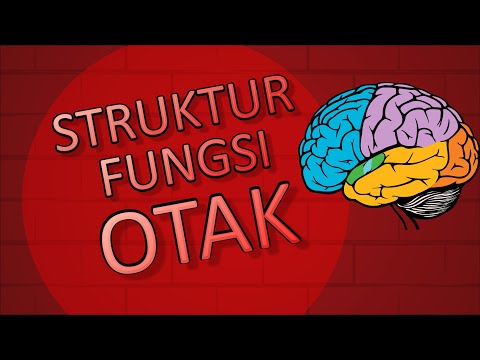 STRUKTUR DAN FUNGSI BAGIAN-BAGIAN OTAK