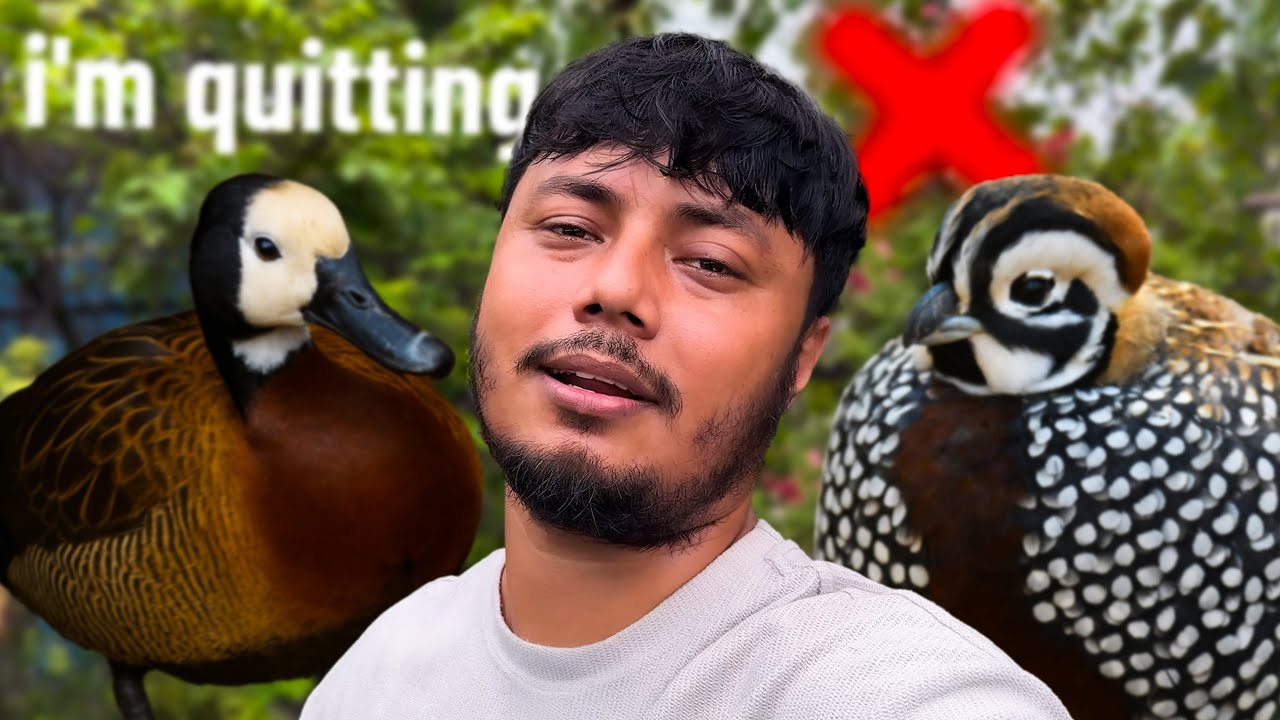 এটাই কি ছাদের পোষা প্রাণীদের শেষ ভিডিও? | Is This the Last Video of My Rooftop Pets?