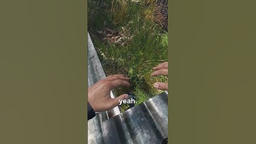 DayZ Is Full Of Bugs