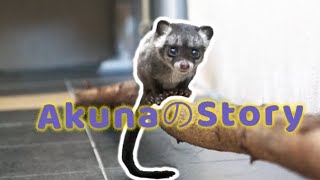 果子狸宝宝Akunaの story, Civet cat，Musang pandan