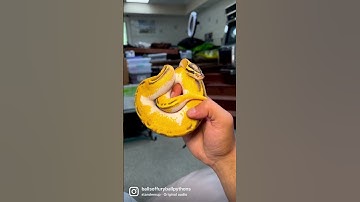 This girl is an absolute animal #reptiles #ballpython #snake #pets #animals #shorts #viral #fyp