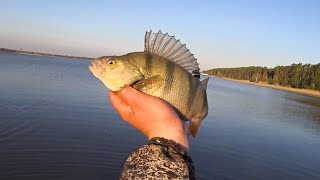 ВОТ ЭТО ЛАПТИ! КРУПНЫЙ ОКУНЬ один за одним в слом погоды  окунь на отводной