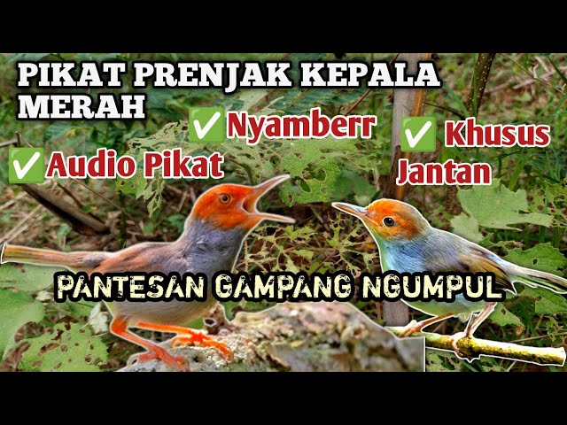 MP3 Suara Pikat Prenjak Kepala merah/Prenjak Atas Ampuh Prenjak Liar Auto Nyamberr💯 class=