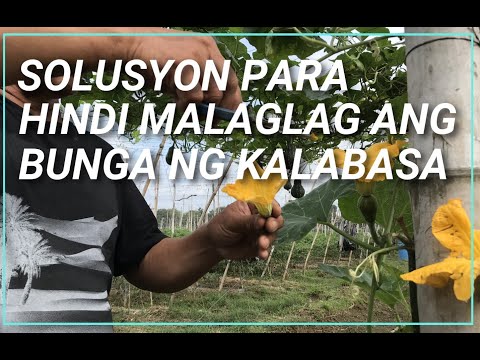 Video: Ano ang Gagawin Para sa Nalalagas na Prutas ng Kalabasa
