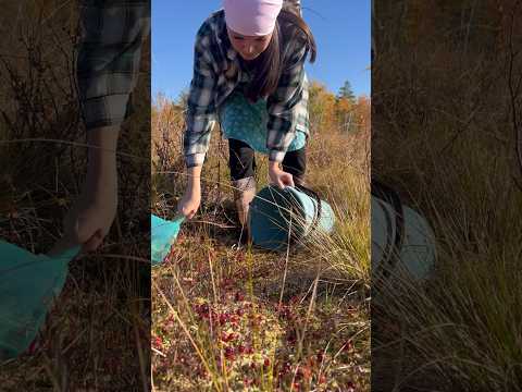 Быстрый сбор ягод