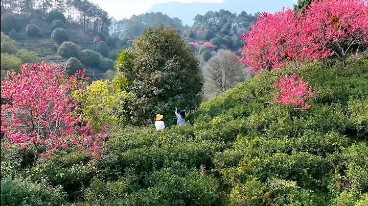 Peach blossoms in tea mountains in S China - DayDayNews