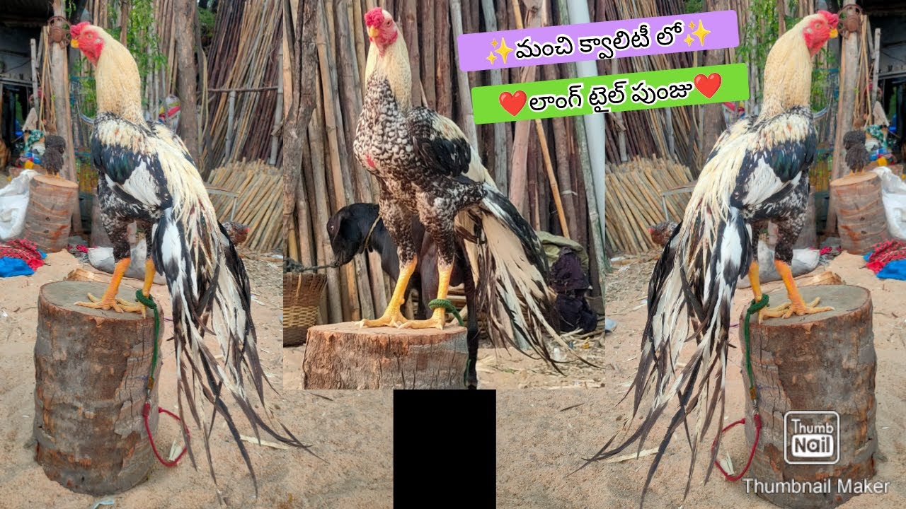Quality Parrot Beak Long Tail Rooster | 8309240488 | Video 2697 | Rythu Market 2