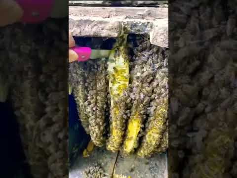 وأوحي ربك إلي النحل أن إتخذي من الجبال بيوتا سورة النحل الشيخ ماهر المعيقلي Shorts Trending