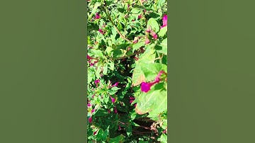 ما تيسر من سورة الإسراء بصوت:  فايز الشمري #اكسبلور #المصحف #القزابري #تصويري