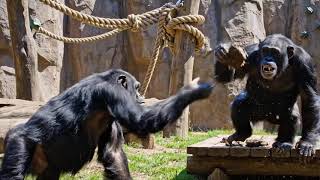 Monkeys throwing poop 💩 
