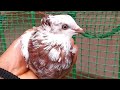 В голубятню залетел чужой голубь. Alien Pigeon.