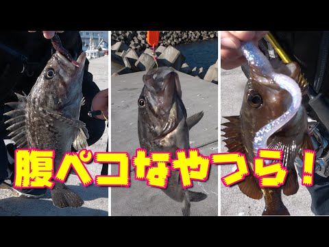 北海道 函館 穴釣りで腹ペコ魚 ソイ ガヤ が遊んでくれました Youtube