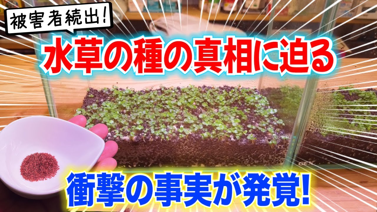 徹底検証】水草の種の育て方！メリットと驚愕のデメリット