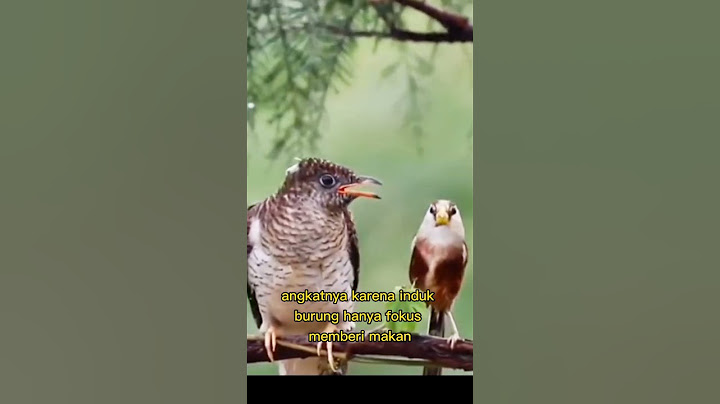Burung kedasih  kejam dan licik sejak baru lahir