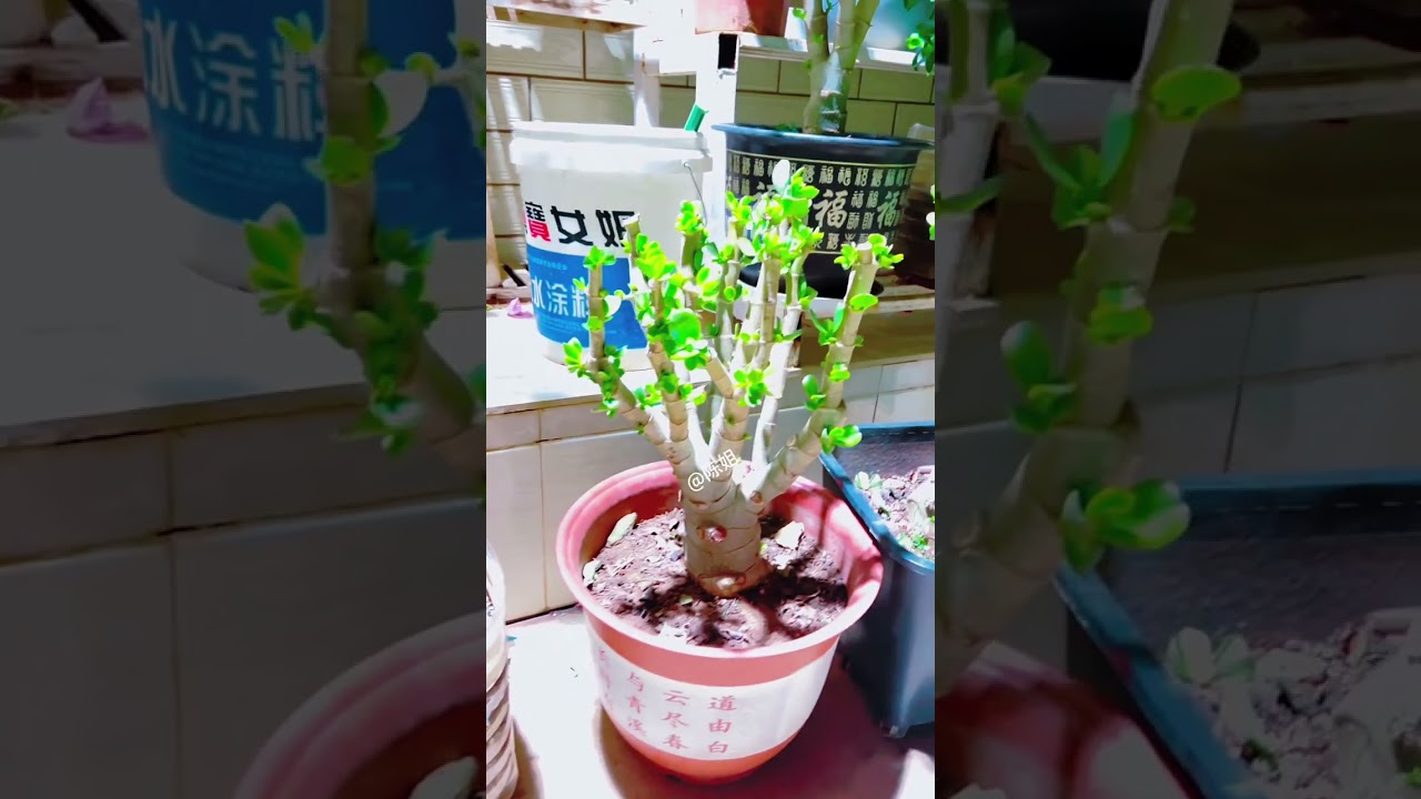 jade trees aren't afraid of pruning at all, as long as you master the post-pruning care techniques.