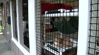 Hawaii Cat Cafe Temporarily Closed