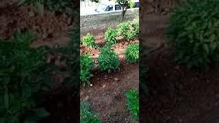 Masallah Mehmet Kardesimizin Dogubey Organik Ile Gubreledigi Biberleri