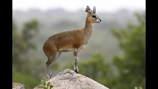 The Klipspringer Antelope