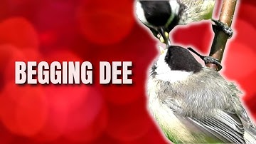 Uitleg over de roep van de bedelmees | Roepen en geluiden van de zwarte mees