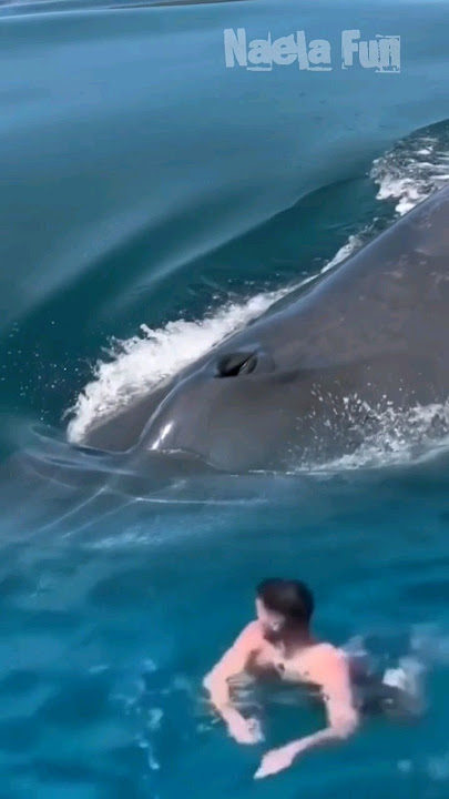 DETIK-DETIK SEORANG PRIA SEDANG BERENANG DIHAMPIRI IKAN PAUS TERBESAR #whale