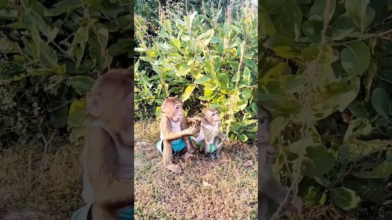 Baby monkey eating fruit 
