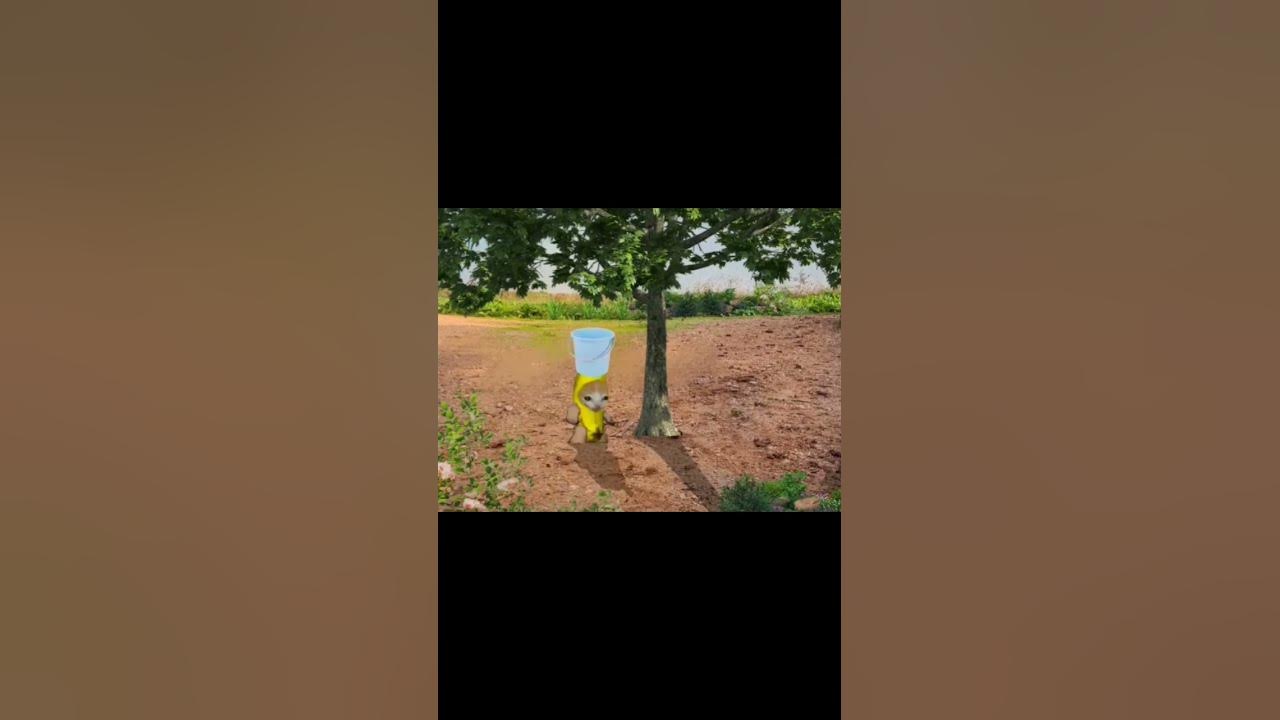 Хапи хапи хапи - YouTube
