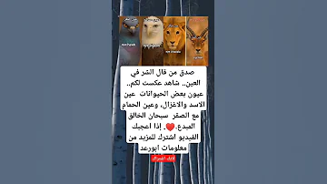 صدق من قال الشر في العين شاهد عكست لكم عيون بعض الحيوانات عين الاسد والاغزال وعين الحمام مع الصقر 