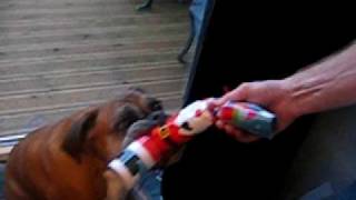 Ruby the Boxer Dog Pulls a Cracker at Christmas