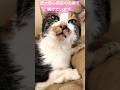 【肥大型心筋症】ニャルちゃんの状態について