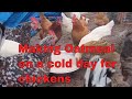 Making oatmeal on a cold day for chickens