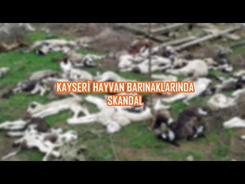 Kayseri Hayvan Barinagi Nda Dehset Goruntuler Youtube